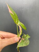 Zdjęcie rośliny Sadzonka Syngonium Pink Splash, ujęcie 2
