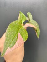 Zdjęcie rośliny Sadzonka Syngonium Pink Splash, ujęcie 3