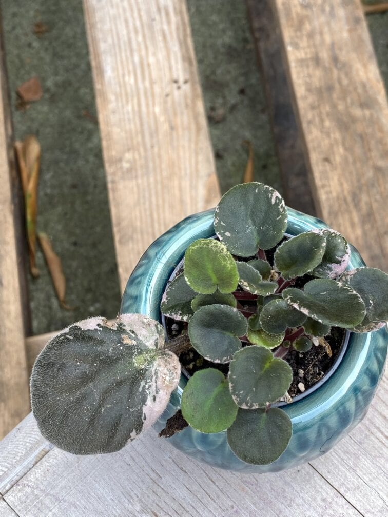 Zdjęcie rośliny Saintpaulia variegata, ujęcie 3
