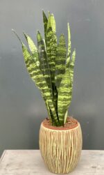 Zdjęcie rośliny Sansevieria Black Coral, ujęcie 1