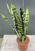 Zdjęcie rośliny Sansevieria Black Coral, ujęcie 2