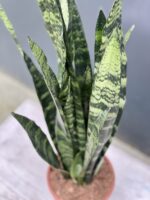 Zdjęcie rośliny Sansevieria Black Coral, ujęcie 3