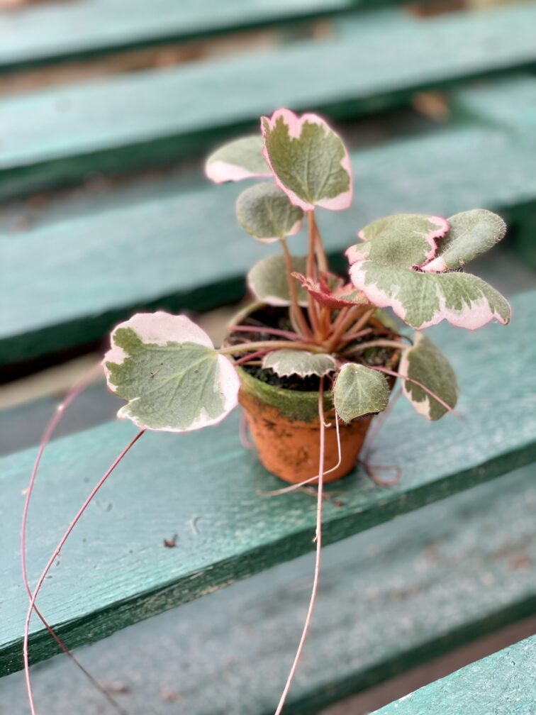 saxifraga-stolonifera-tricolor-skalnica-rozlogowa_6x12-1_1632901965.jpg Zdjęcie rośliny Saxifraga Stolonifera Tricolor (Skalnica Rozłogowa), ujęcie 1