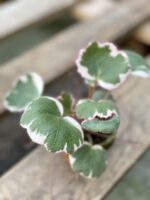 Zdjęcie rośliny Saxifraga Stolonifera Tricolor (Skalnica Rozłogowa), ujęcie 3