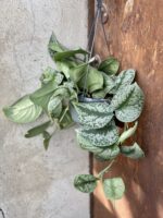 Zdjęcie rośliny Scindapsus Pictus Trebie, ujęcie 2