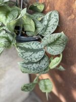 Zdjęcie rośliny Scindapsus Pictus Trebie, ujęcie 3