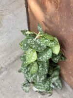 Zdjęcie rośliny Scindapsus Pictus Trebie, ujęcie 1