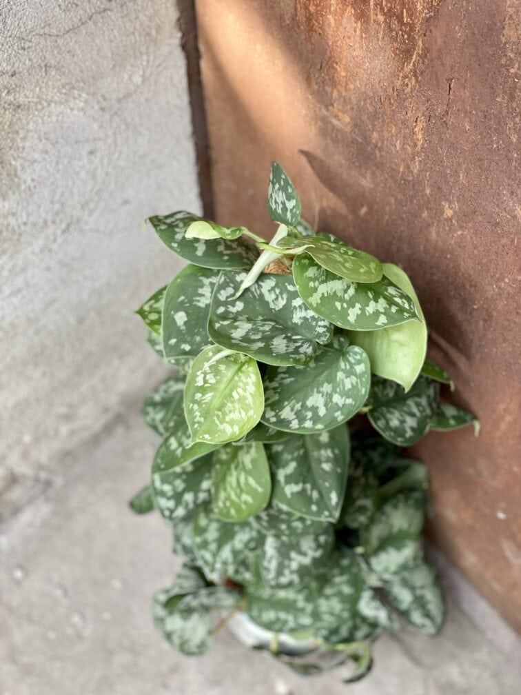 Zdjęcie rośliny Scindapsus Pictus Trebie, ujęcie 1