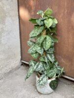 Zdjęcie rośliny Scindapsus Pictus Trebie, ujęcie 3