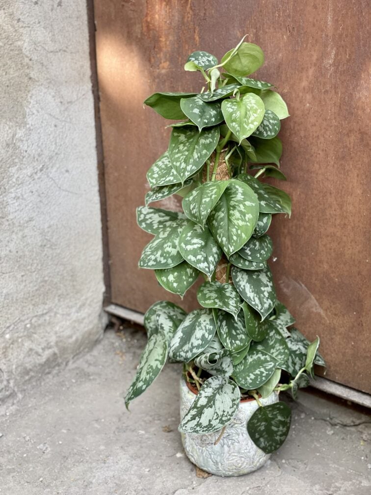 Zdjęcie rośliny Scindapsus Pictus Trebie, ujęcie 3