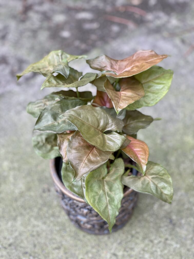 symgonium-maria_12x30-1_1632901363.jpg Zdjęcie rośliny Syngonium Maria, ujęcie 1