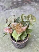 Zdjęcie rośliny Syngonium Maria, ujęcie 2