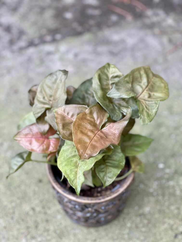 Zdjęcie rośliny Syngonium Maria, ujęcie 2