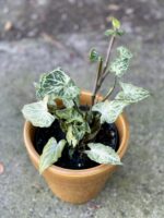 Zdjęcie rośliny Syngonium Batik, ujęcie 1