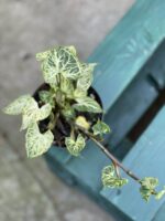 Zdjęcie rośliny Syngonium Batik, ujęcie 2
