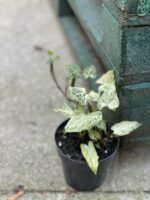Zdjęcie rośliny Syngonium Batik, ujęcie 3