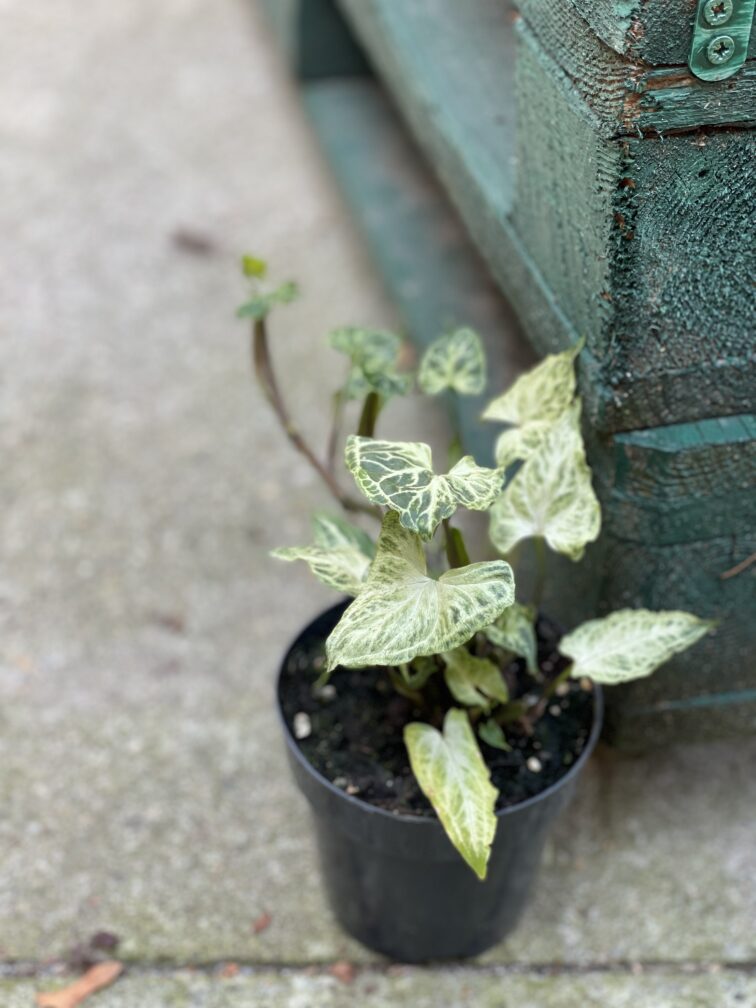 Zdjęcie rośliny Syngonium Batik, ujęcie 3