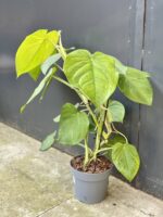 Zdjęcie rośliny Syngonium chiapense, ujęcie 1