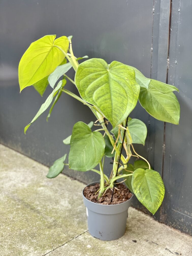 Zdjęcie rośliny Syngonium chiapense, ujęcie 1