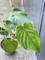 Zdjęcie rośliny Syngonium chiapense, ujęcie 2