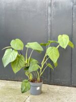 Zdjęcie rośliny Syngonium chiapense, ujęcie 3