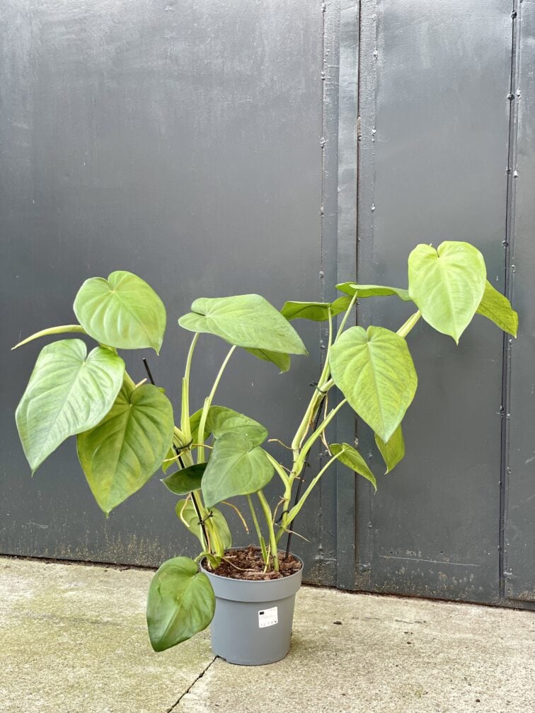 Zdjęcie rośliny Syngonium chiapense, ujęcie 3