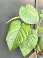 Zdjęcie rośliny Syngonium chiapense, ujęcie 4