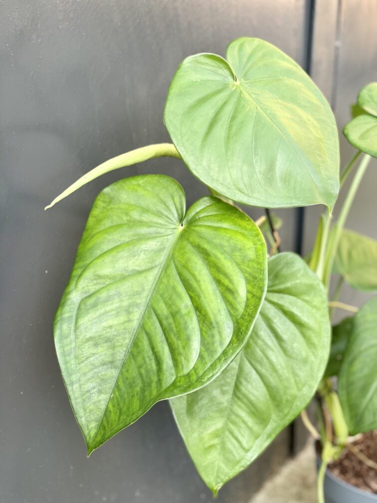 Zdjęcie rośliny Syngonium chiapense, ujęcie 4