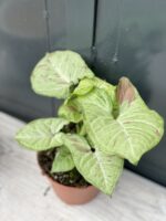 Zdjęcie rośliny Syngonium Confetti, ujęcie 1