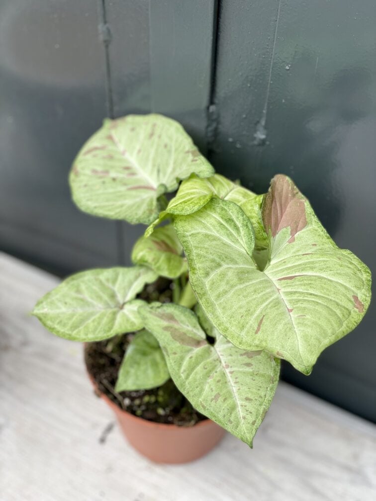 Zdjęcie rośliny Syngonium Confetti, ujęcie 1