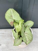 Zdjęcie rośliny Syngonium Confetti, ujęcie 2