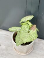 Zdjęcie rośliny Syngonium Confetti, ujęcie 3