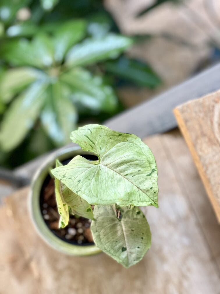 syngonium-green-splash_10x20-1_1632299125.jpg Zdjęcie rośliny Syngonium Green Splash, ujęcie 1