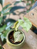 Zdjęcie rośliny Syngonium Green Splash, ujęcie 2
