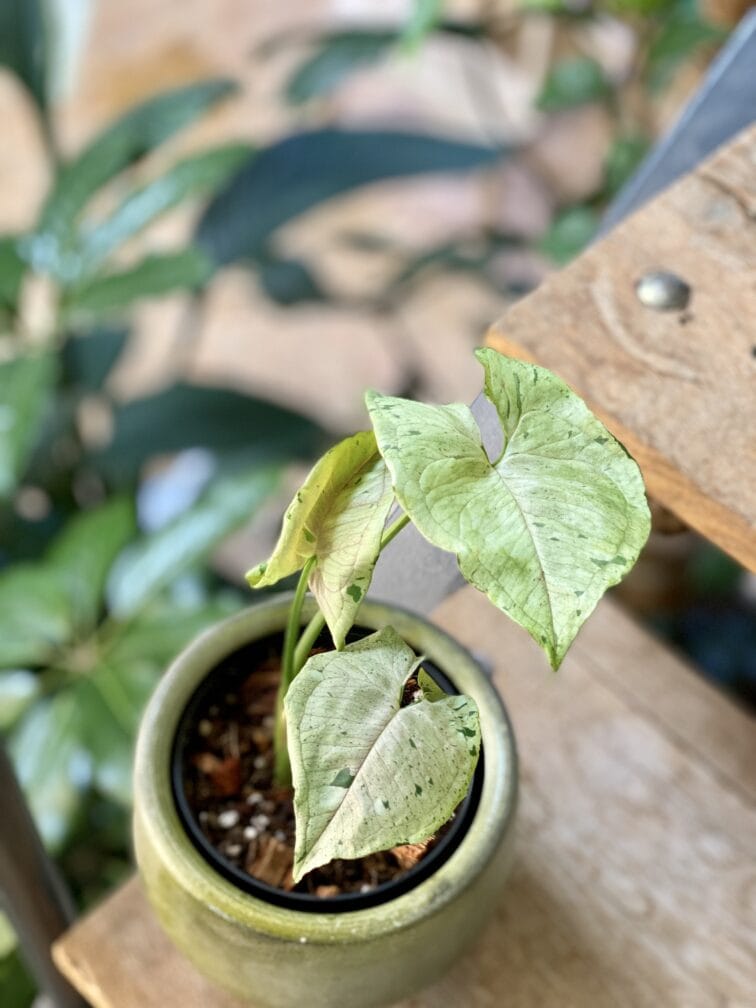 Zdjęcie rośliny Syngonium Green Splash, ujęcie 2