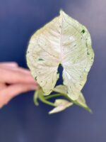 Zdjęcie rośliny Syngonium Green Splash, ujęcie 1
