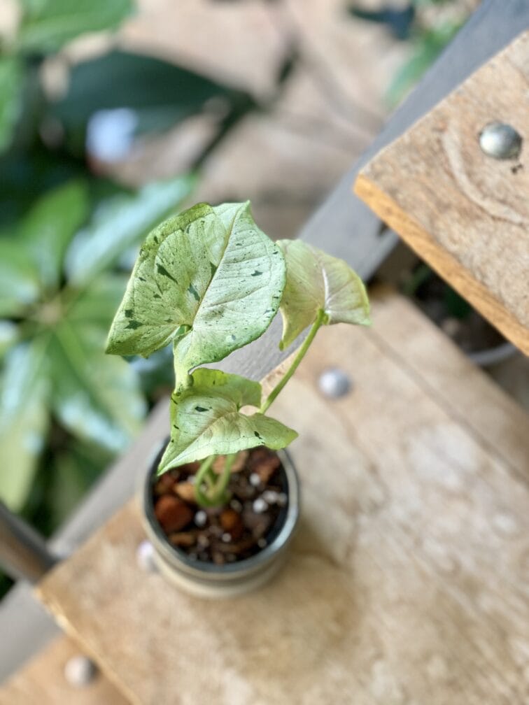 Zdjęcie rośliny Syngonium Green Splash, ujęcie 2
