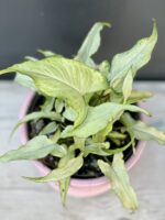 Zdjęcie rośliny Syngonium Nguengi Laima, ujęcie 1