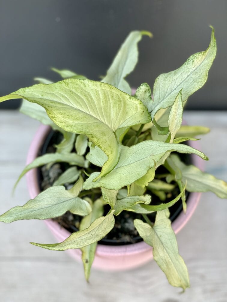 Zdjęcie rośliny Syngonium Nguengi Laima, ujęcie 1