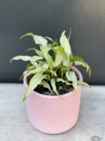 Zdjęcie rośliny Syngonium Nguengi Laima, ujęcie 2