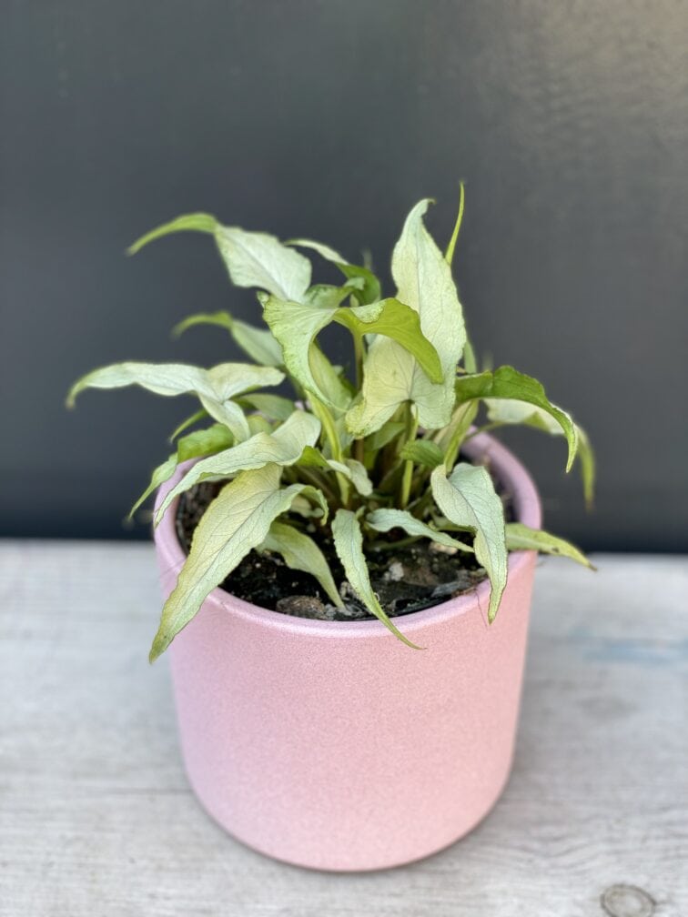 Zdjęcie rośliny Syngonium Nguengi Laima, ujęcie 2
