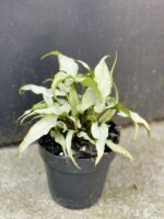 Zdjęcie rośliny Syngonium Nguengi Laima, ujęcie 3