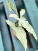 Zdjęcie rośliny Syngonium Nguengi Laima, ujęcie 1