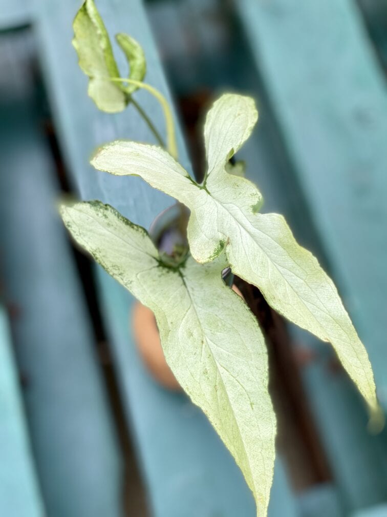 Zdjęcie rośliny Syngonium Nguengi Laima, ujęcie 1