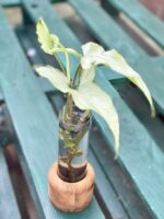 Zdjęcie rośliny Syngonium Nguengi Laima, ujęcie 2