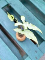 Zdjęcie rośliny Syngonium Nguengi Laima, ujęcie 3