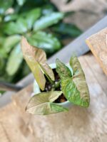Zdjęcie rośliny Syngonium Pink Flecked, ujęcie 1