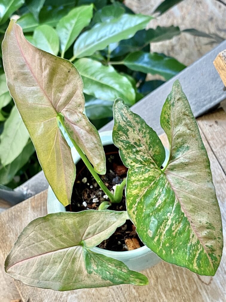 Zdjęcie rośliny Syngonium Pink Flecked, ujęcie 2