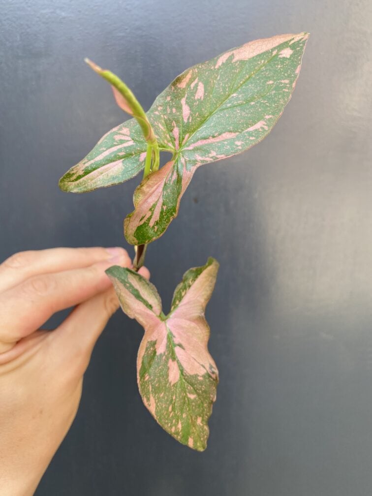 Zdjęcie rośliny Syngonium Pink Splash, ujęcie 1