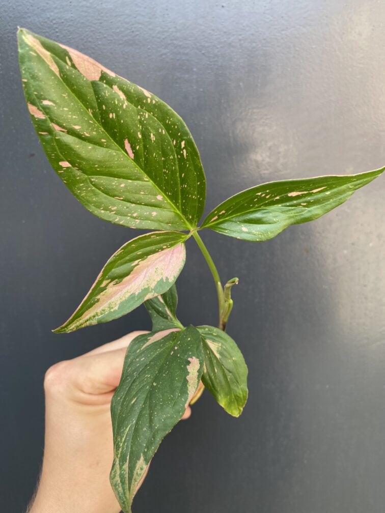 Zdjęcie rośliny Syngonium Pink Splash, ujęcie 1